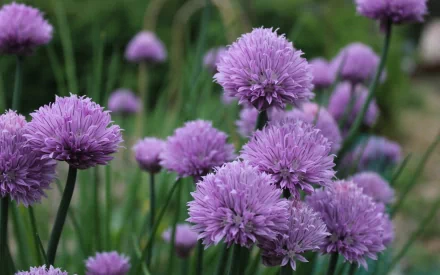  Chive flowers