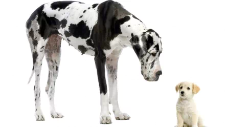 A striking HD desktop wallpaper featuring a majestic Great Dane observing a small puppy, showcasing the size contrast in an adorable and captivating way.