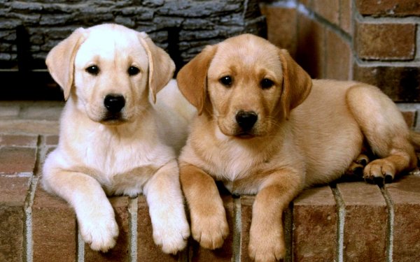 Animal Labrador Retriever Dogs HD Wallpaper | Background Image