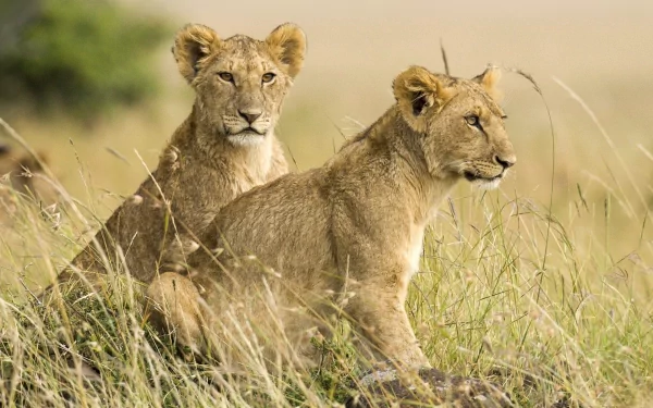 Two young lions in tall grass at Kenya's Maasai Mara National Reserve, HD animal desktop wallpaper/background.