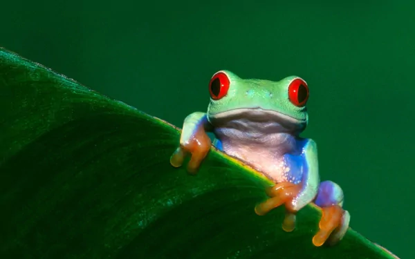 HD desktop wallpaper featuring a vibrant red-eyed tree frog perched on a green leaf against a smooth green background.