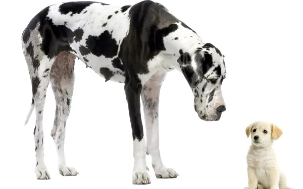 A striking HD desktop wallpaper featuring a majestic Great Dane observing a small puppy, showcasing the size contrast in an adorable and captivating way.