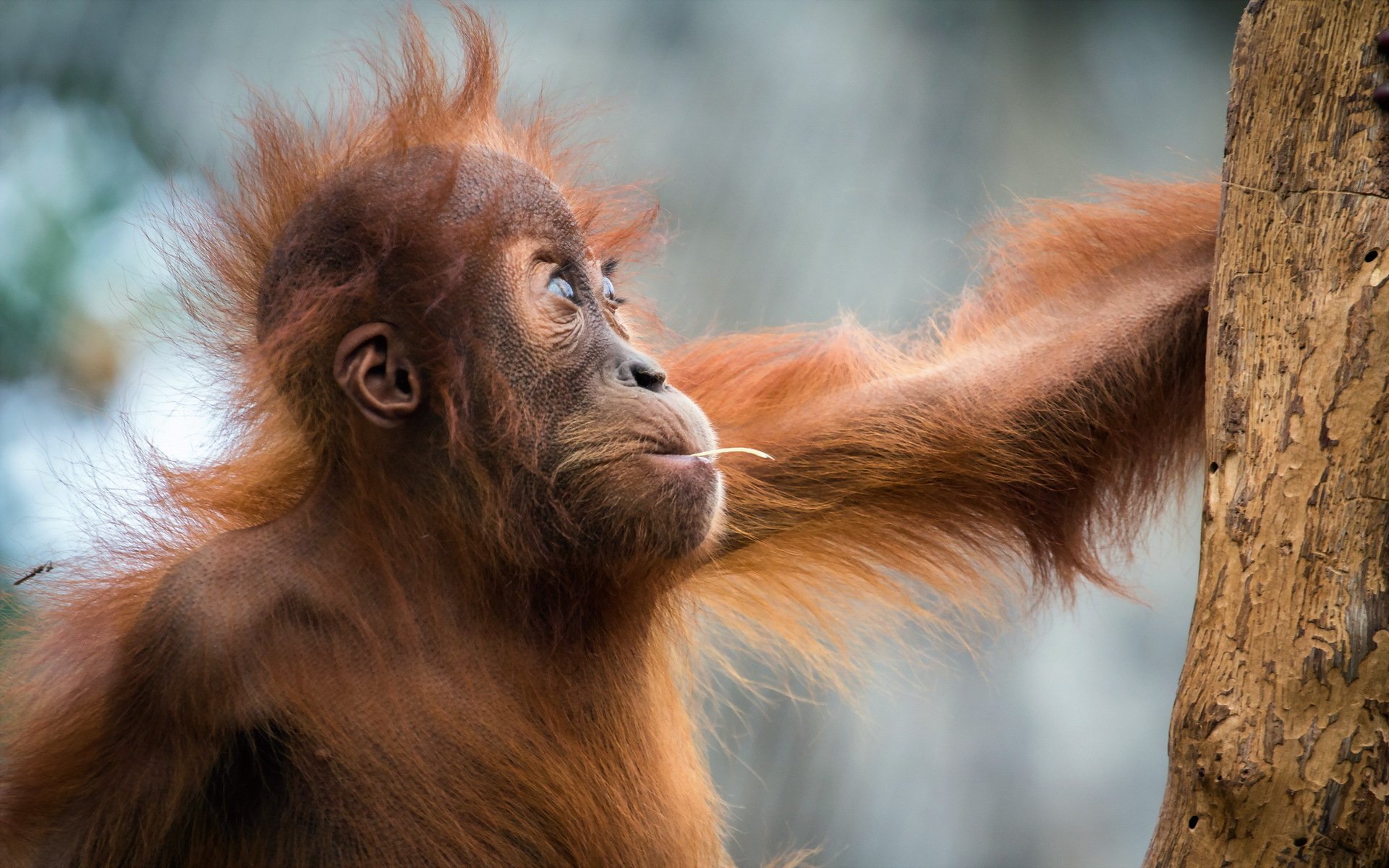 Orangutan Full HD Wallpaper and Background Image | 1920x1200 | ID:376062