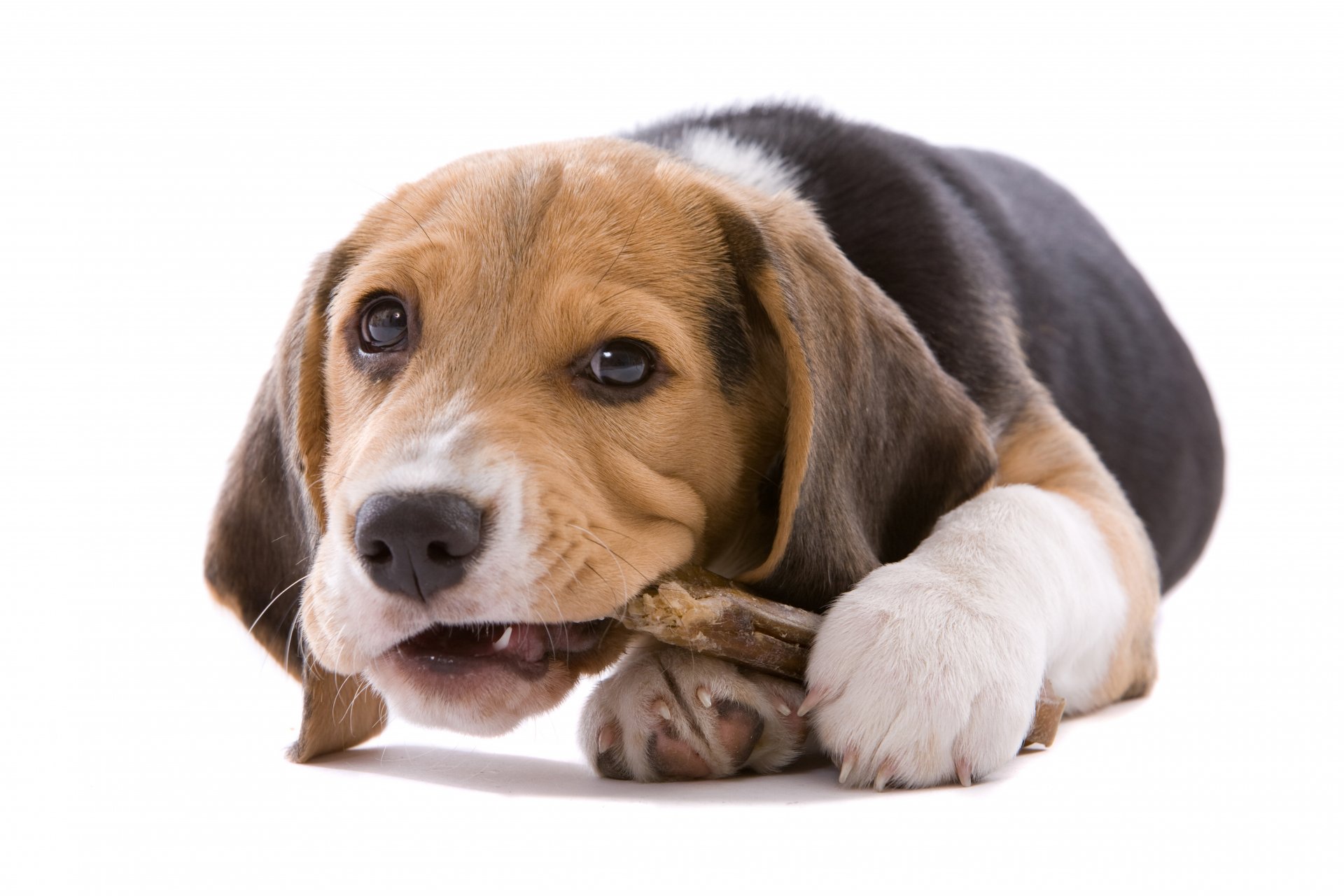 Download Dog Animal Beagle 8k Ultra HD Wallpaper