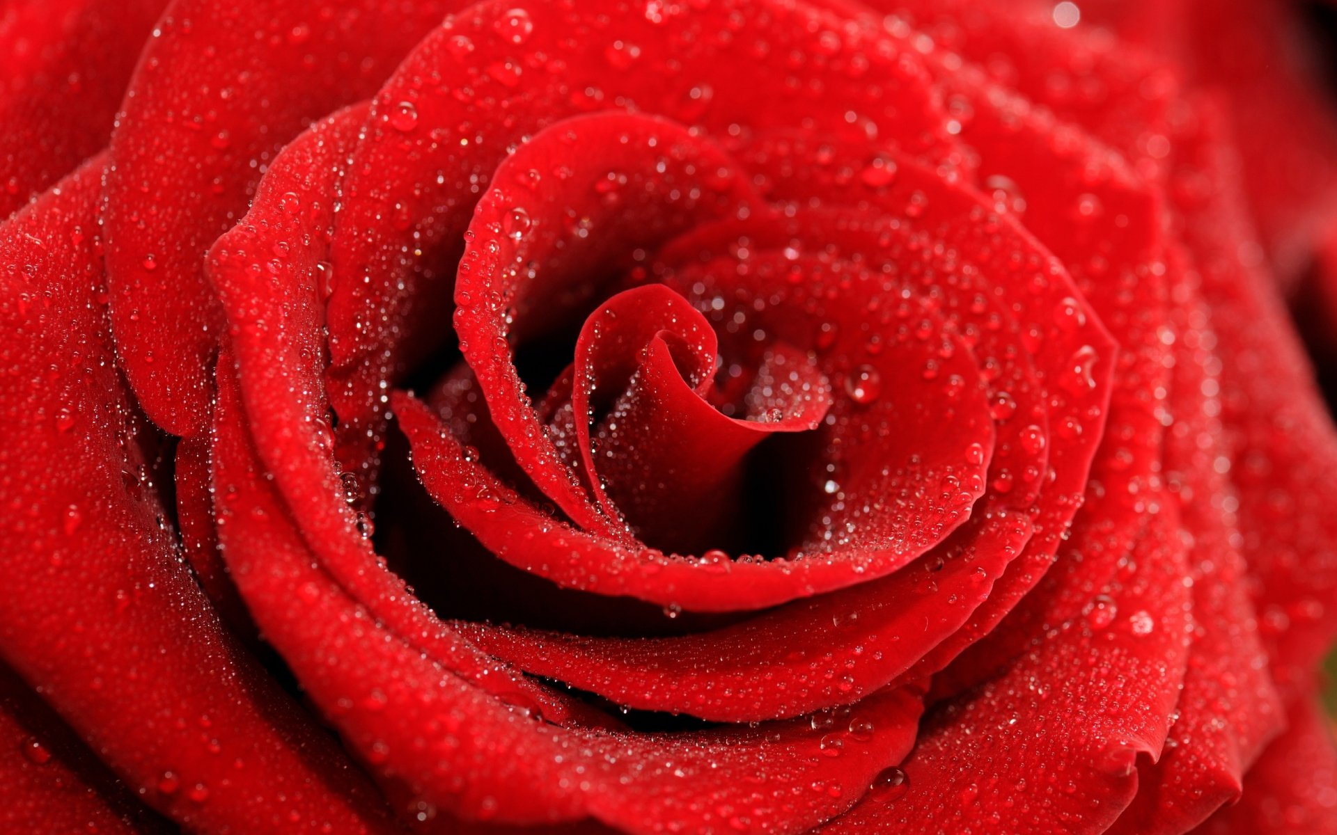 Close-up of a dewy red rose with water droplets — 2K Quad HD nature wallpaper background for PC desktop.