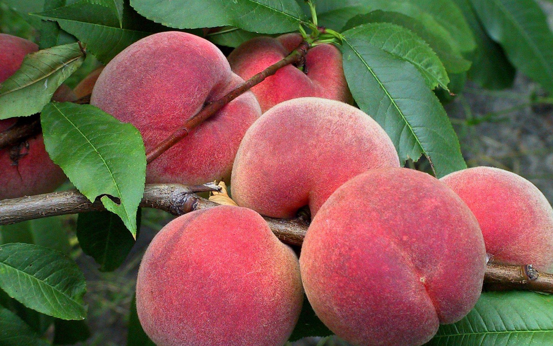HD desktop wallpaper showing ripe, fuzzy peaches hanging on a tree branch surrounded by green leaves, highlighting the fresh and natural appeal of this food.