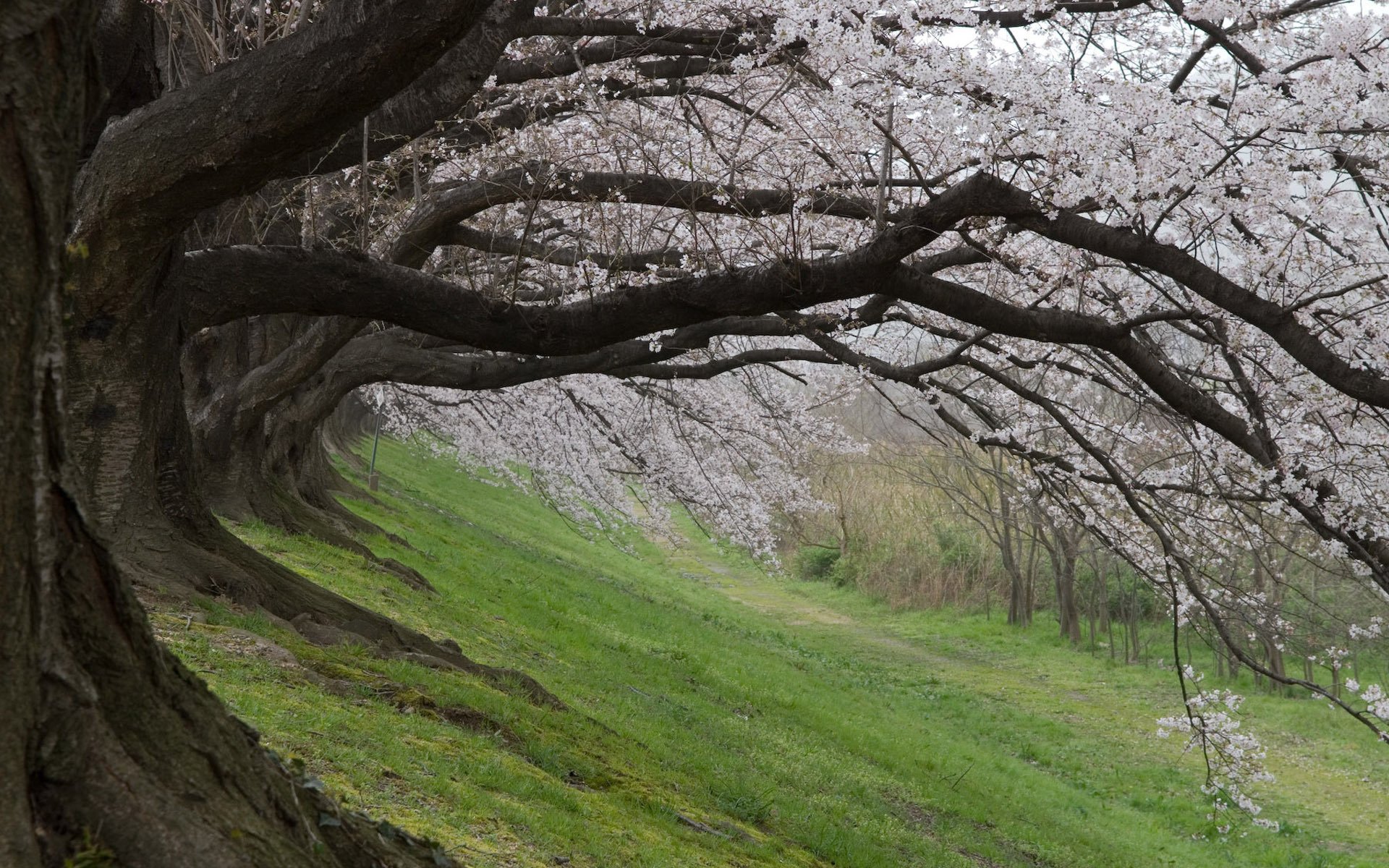HD PC desktop wallpaper showcasing a serene nature scene with a row of blossoming cherry trees arching over a grassy hillside.
