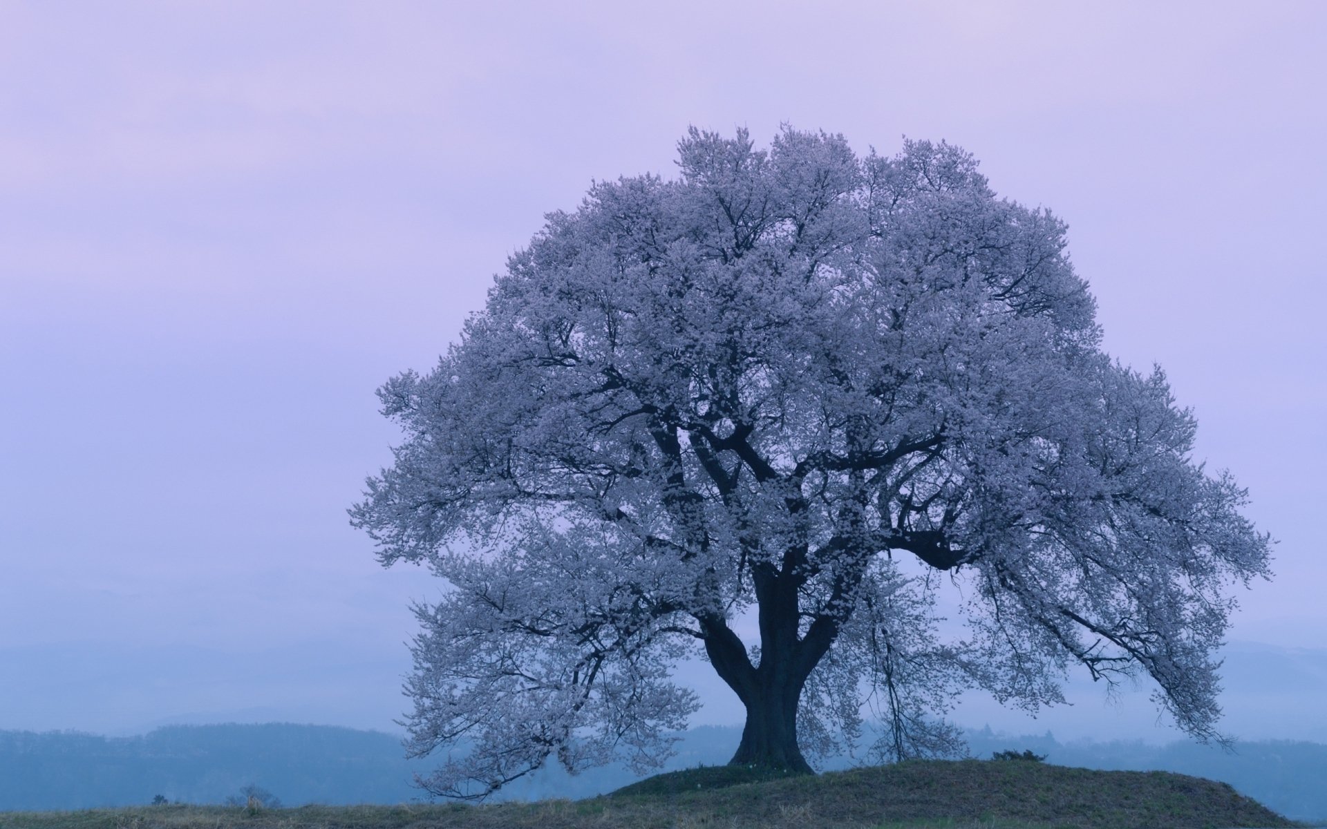 A majestic tree stands alone against a soft purple sky, showcasing the beauty of nature. This HD wallpaper captures a serene moment in a tranquil landscape.