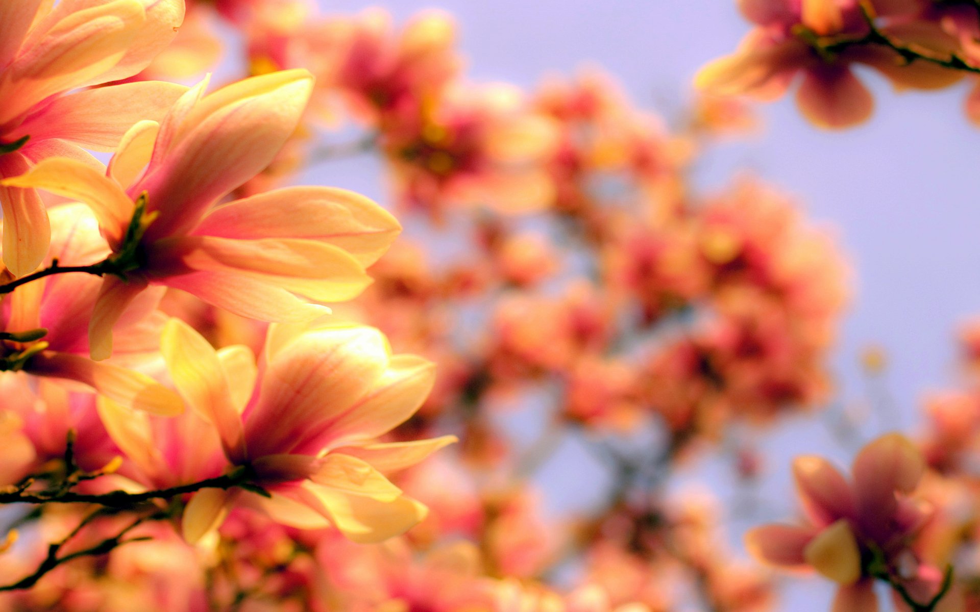 Close-up of pink-orange magnolia blossoms against a soft blue sky — nature blossom 2K Quad HD PC desktop wallpaper and background.