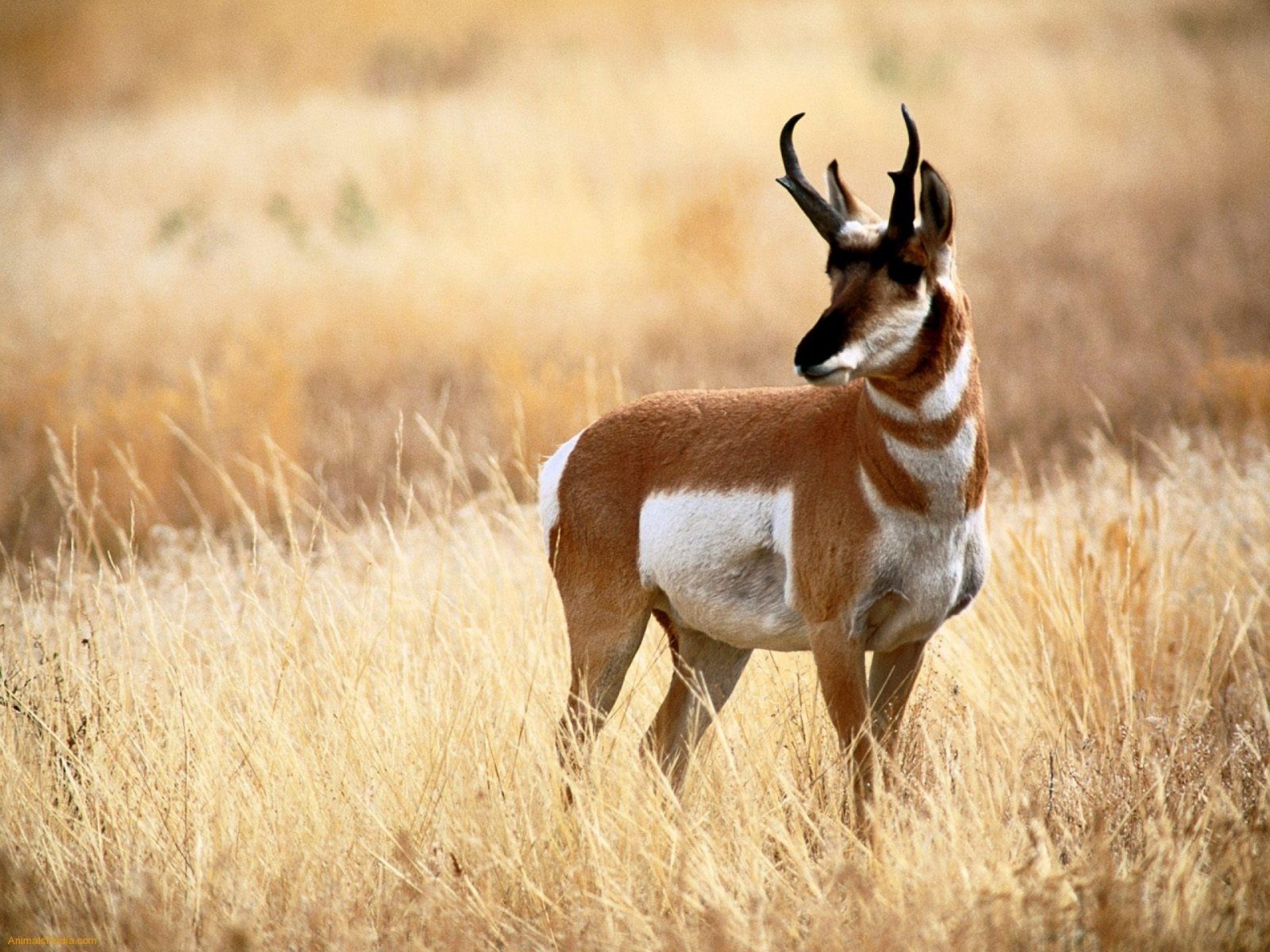HD desktop wallpaper featuring a pronghorn antelope standing in golden dry grass in a natural setting.