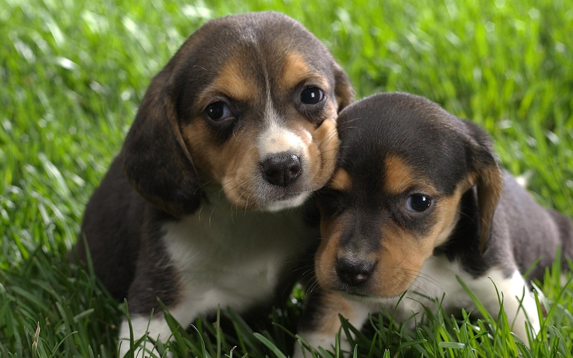 Two beagle puppies resting closely together on green grass, captured in a high-definition PC desktop wallpaper background.