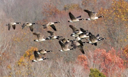 HD desktop wallpaper showing a flock of ducks flying over a forest with autumn-colored trees in the background.
