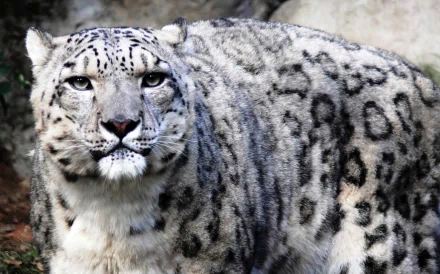 Close-up of a snow leopard showcasing its thick, spotted fur, captured in high definition as a PC desktop wallpaper and background.