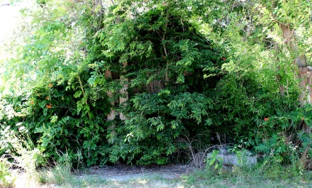 2K Quad HD PC desktop wallpaper: an abandoned building swallowed by dense ivy and vines, lush nature reclaiming the structure.