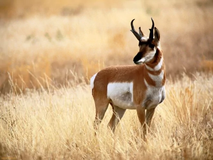 HD desktop wallpaper featuring a pronghorn antelope standing in golden dry grass in a natural setting.