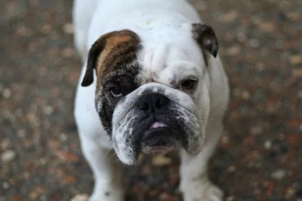 Animal bulldog HD Desktop Wallpaper | Background Image