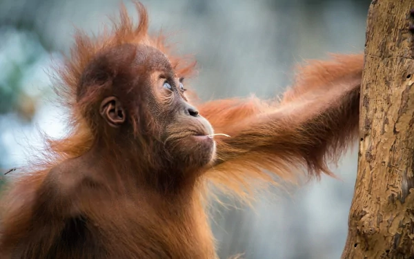 HD PC desktop wallpaper: baby orangutan primate with reddish fur reaching for a tree branch, soft blurred background.