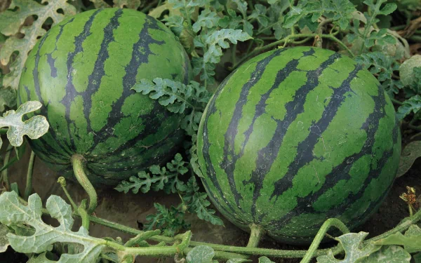 HD desktop wallpaper featuring two ripe watermelons growing amidst green vines and leaves, showcasing fresh food in a natural outdoor setting.