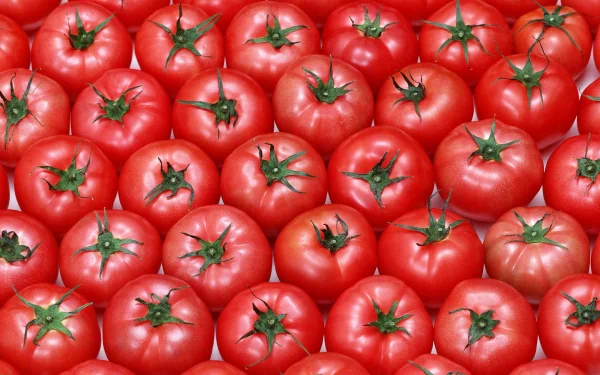 food tomato HD Desktop Wallpaper | Background Image