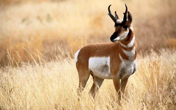 HD desktop wallpaper featuring a pronghorn antelope standing in golden dry grass in a natural setting.