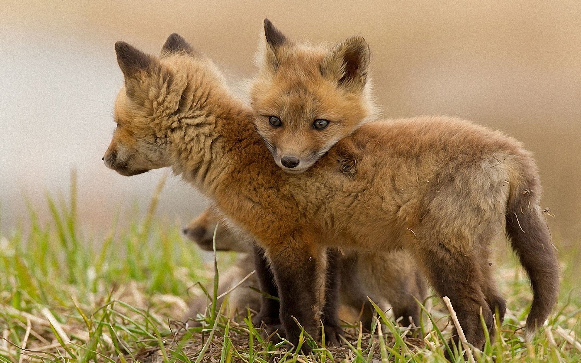 Adorable Fox Cubs - HD Wallpaper for Nature Lovers