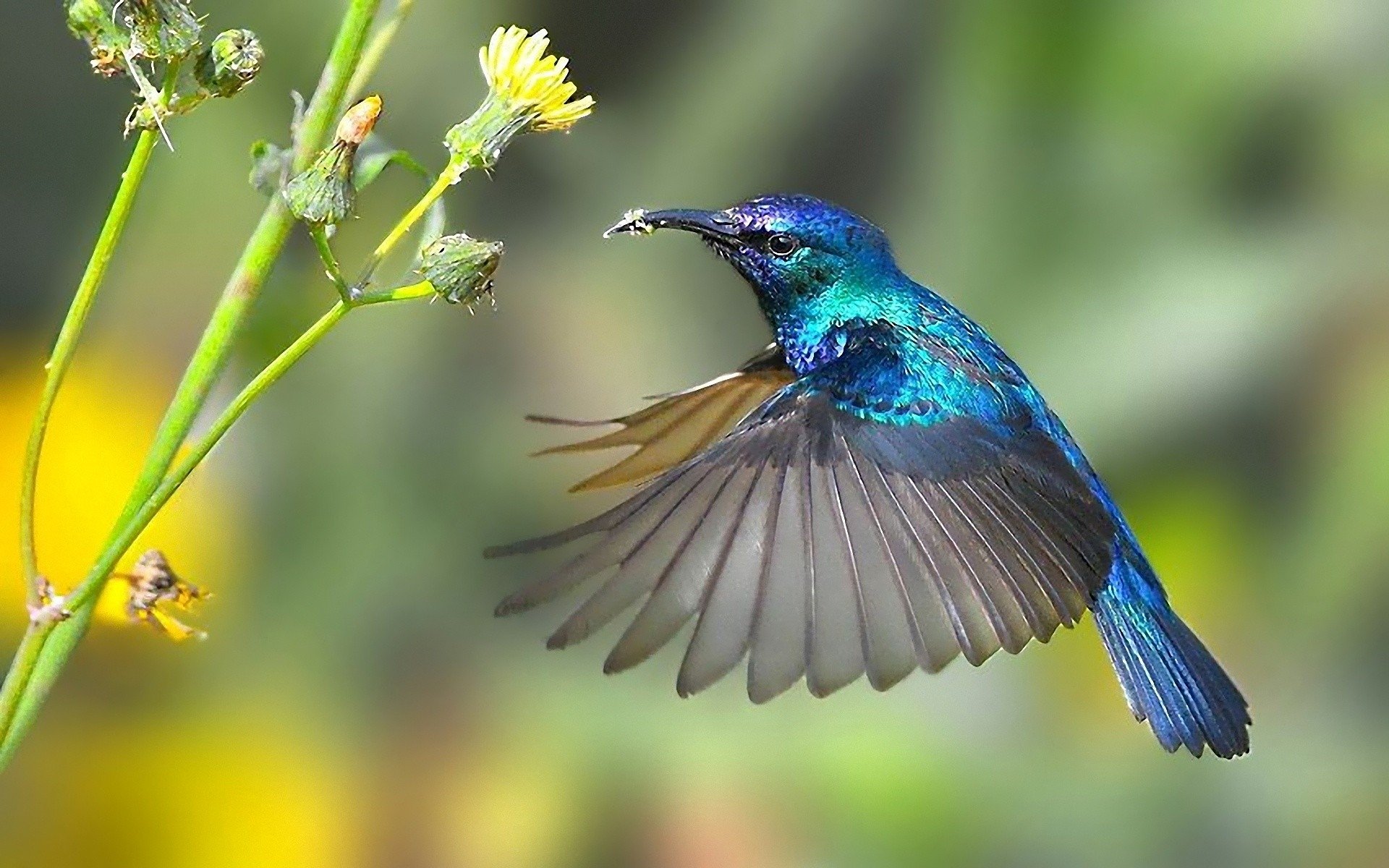 Download Animal Hummingbird HD Wallpaper | 1920x1200 | Wallpaper Abyss