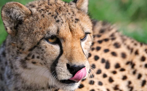 Close-up 4K Ultra HD desktop wallpaper of a cheetah with its tongue out, showcasing detailed fur and intense amber eyes against a blurred green background.