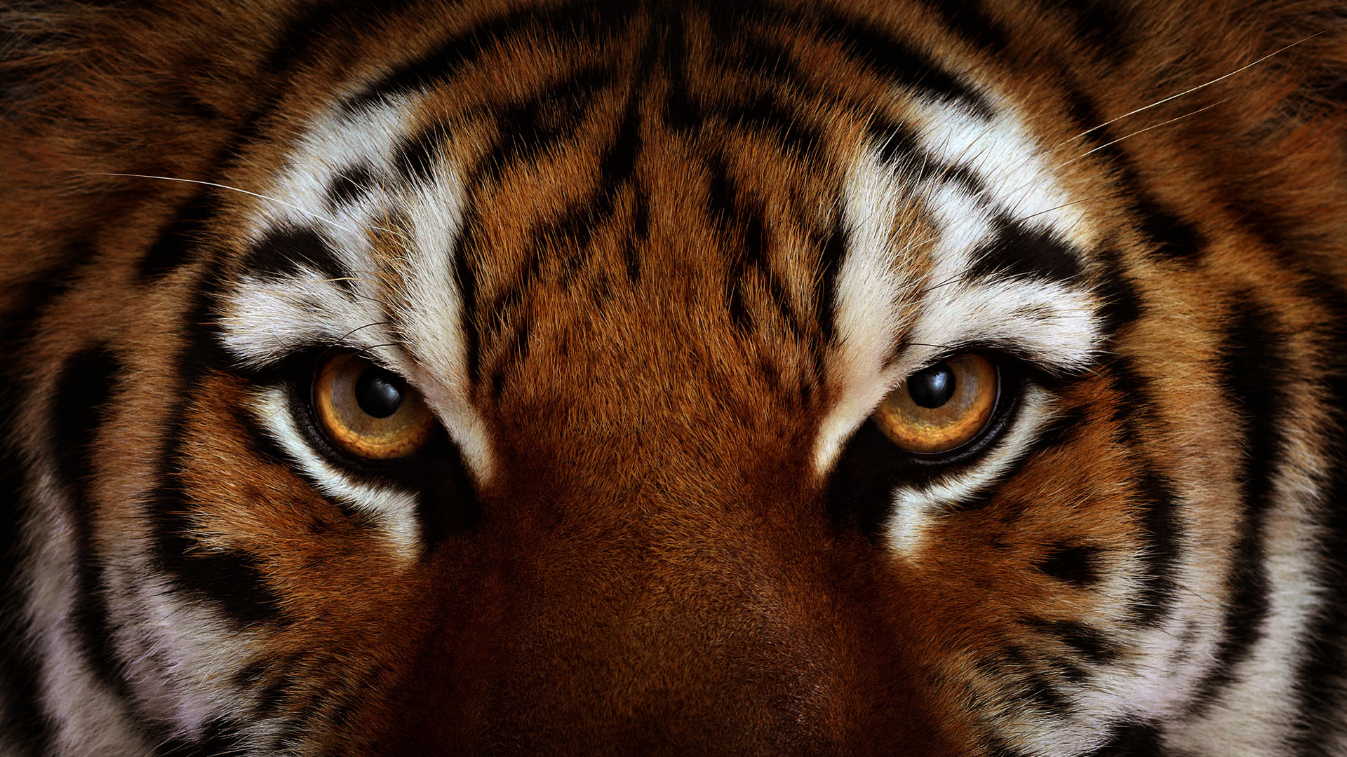 Tiger HD Wallpaper