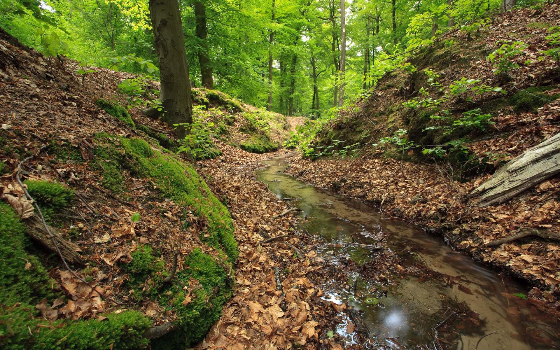 Download Nature Stream HD Wallpaper