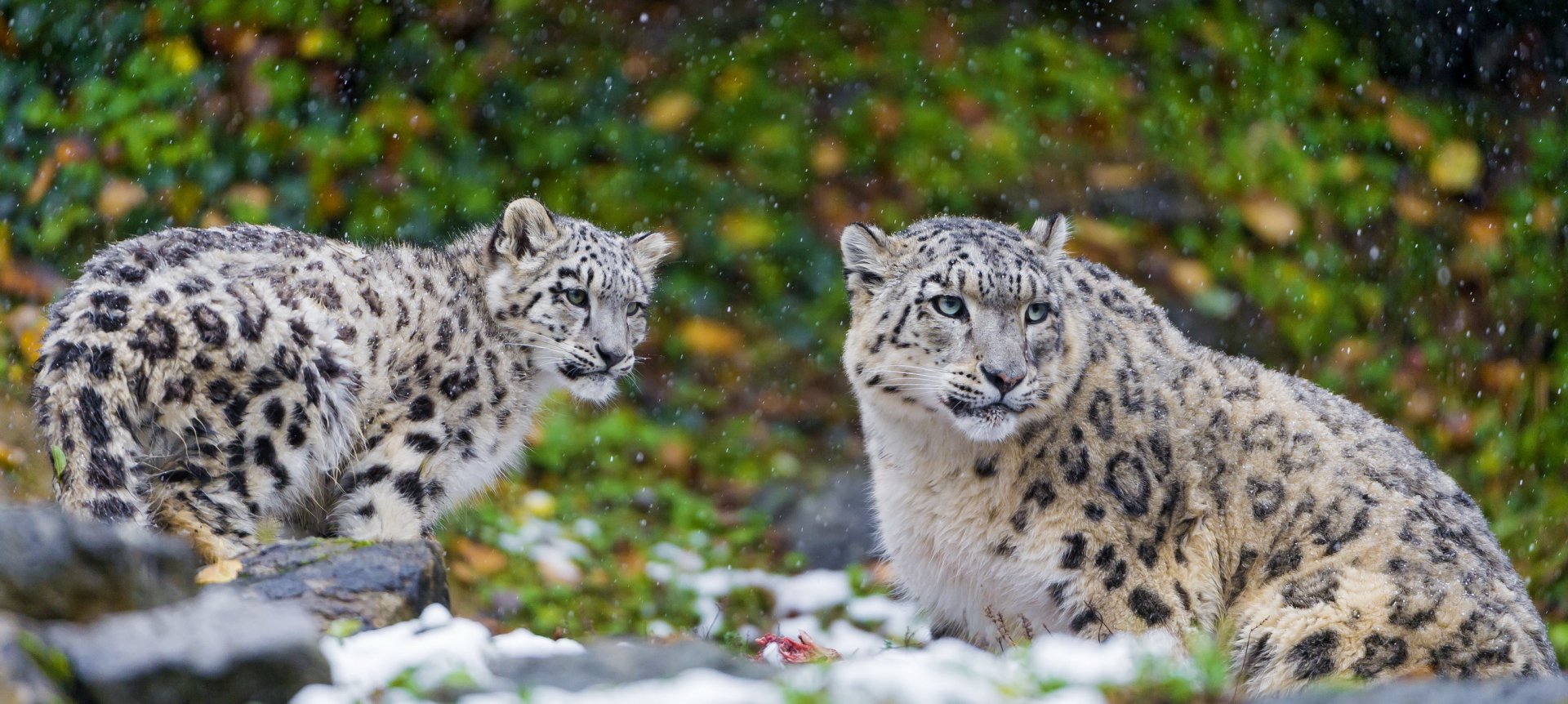 A snow leopard and its cub sit together amidst a snowy landscape, surrounded by lush greenery, showcasing their serene beauty in this stunning HD wallpaper.