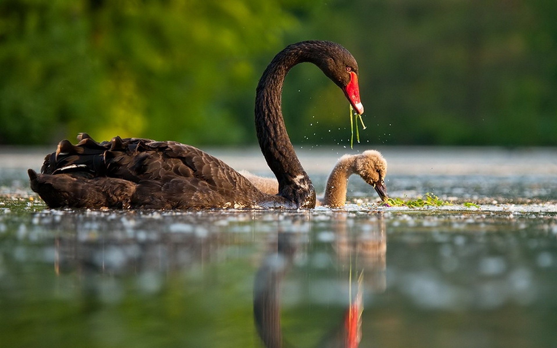 HD PC desktop wallpaper/background: a black swan and its cygnet glide across calm water, droplets falling from the adult's beak and soft green reflections in the blurred background.
