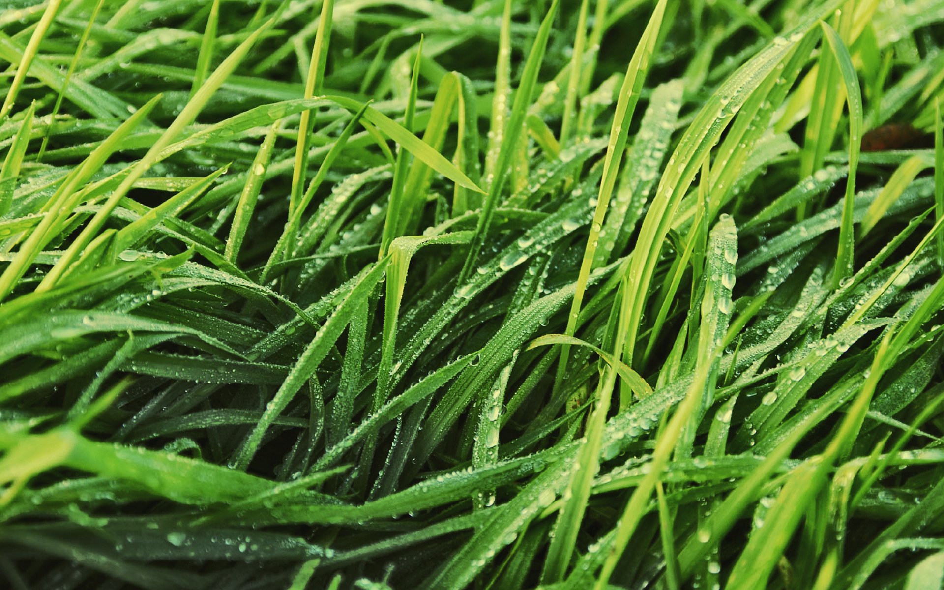 Кипит трава. Зелёные растения. Обои трава. Зелень трава. Трава газон.