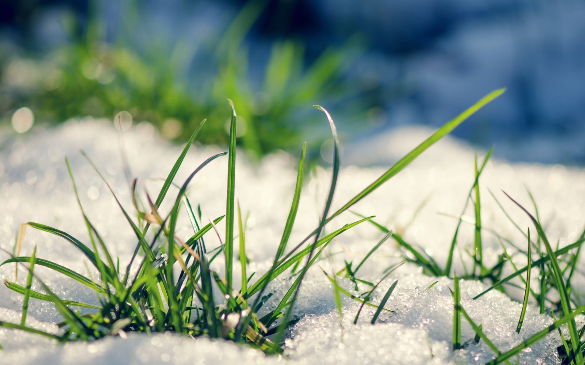 Close-up of vibrant green grass blades emerging from melting snow, 2K Quad HD PC desktop wallpaper and background.