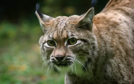 Close-up of a lynx (animal) with alert green eyes against a blurred forest, rendered as a 2K Quad HD PC desktop wallpaper/background.