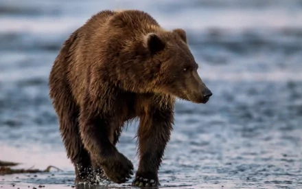 HD PC desktop wallpaper of an eastern brown bear wading in shallow water, wet fur gleaming against a soft blue-gray shoreline background.