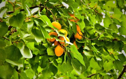 HD PC desktop wallpaper showing ripe peaches hanging amidst lush green leaves on a tree branch, highlighting fresh food and natural beauty.