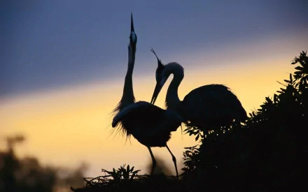 Silhouetted herons at sunset captured in an HD desktop wallpaper, showcasing the graceful birds against a colorful sky backdrop.