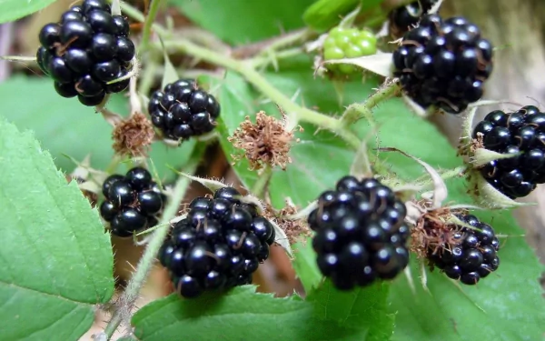 food blackberry HD Desktop Wallpaper | Background Image