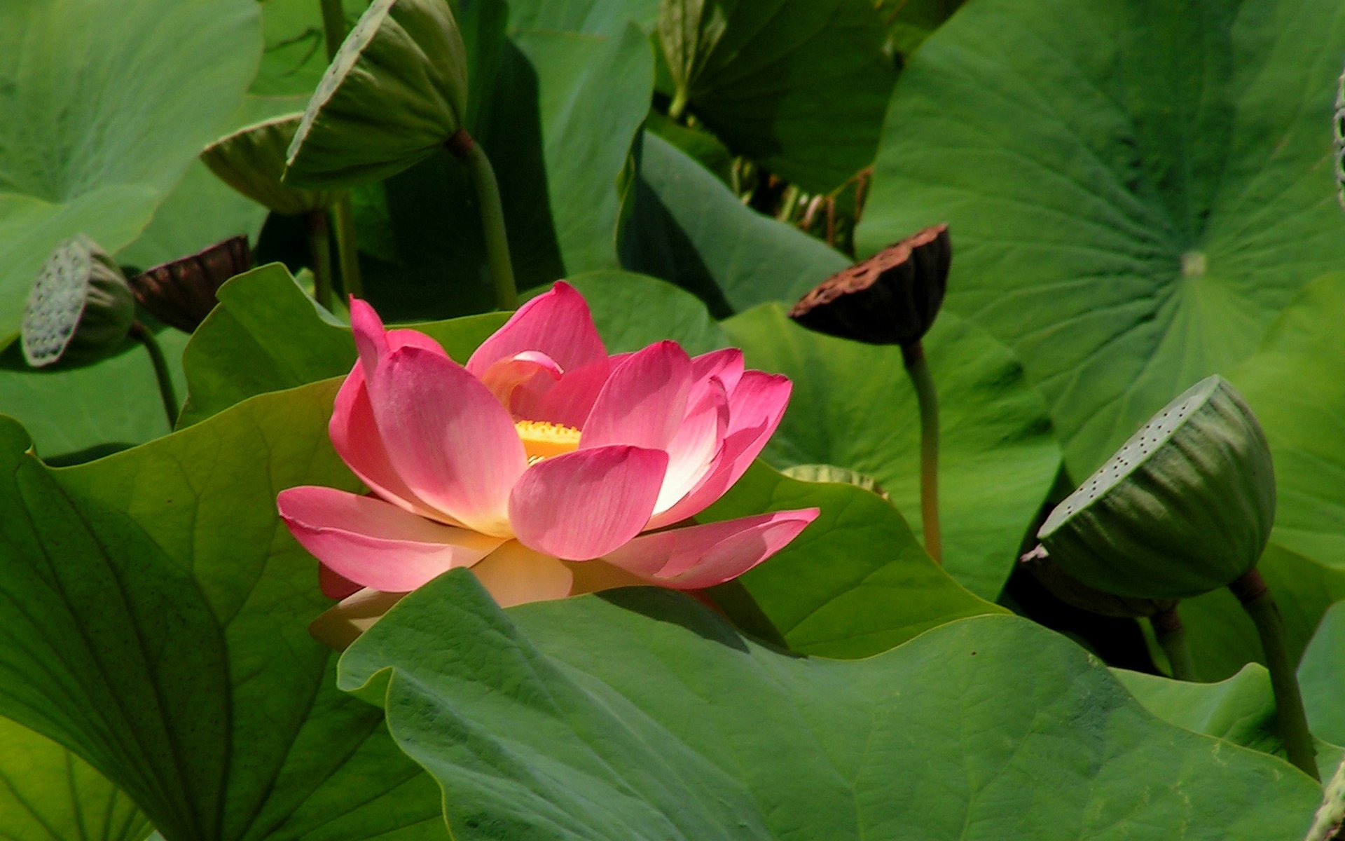 HD PC desktop wallpaper featuring a vibrant pink lotus flower blooming amidst lush green leaves in a serene natural setting.