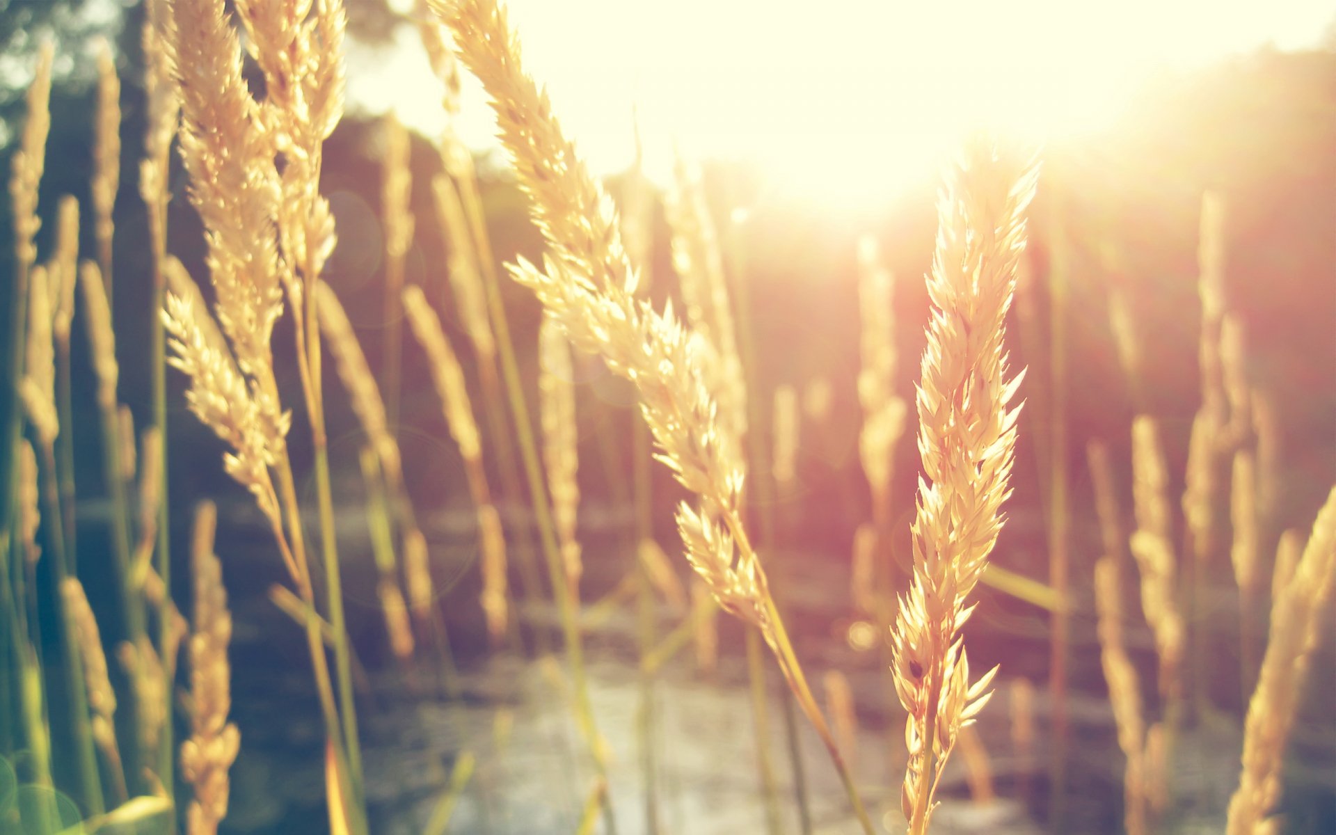 Download Nature Wheat HD Wallpaper