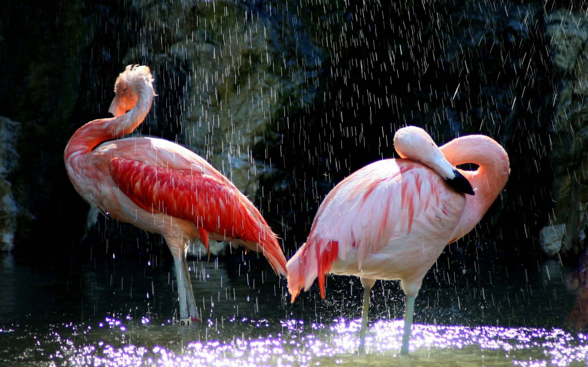 HD desktop wallpaper featuring two flamingos standing in shimmering water under cascading droplets, highlighting their vibrant pink feathers against a dark background.