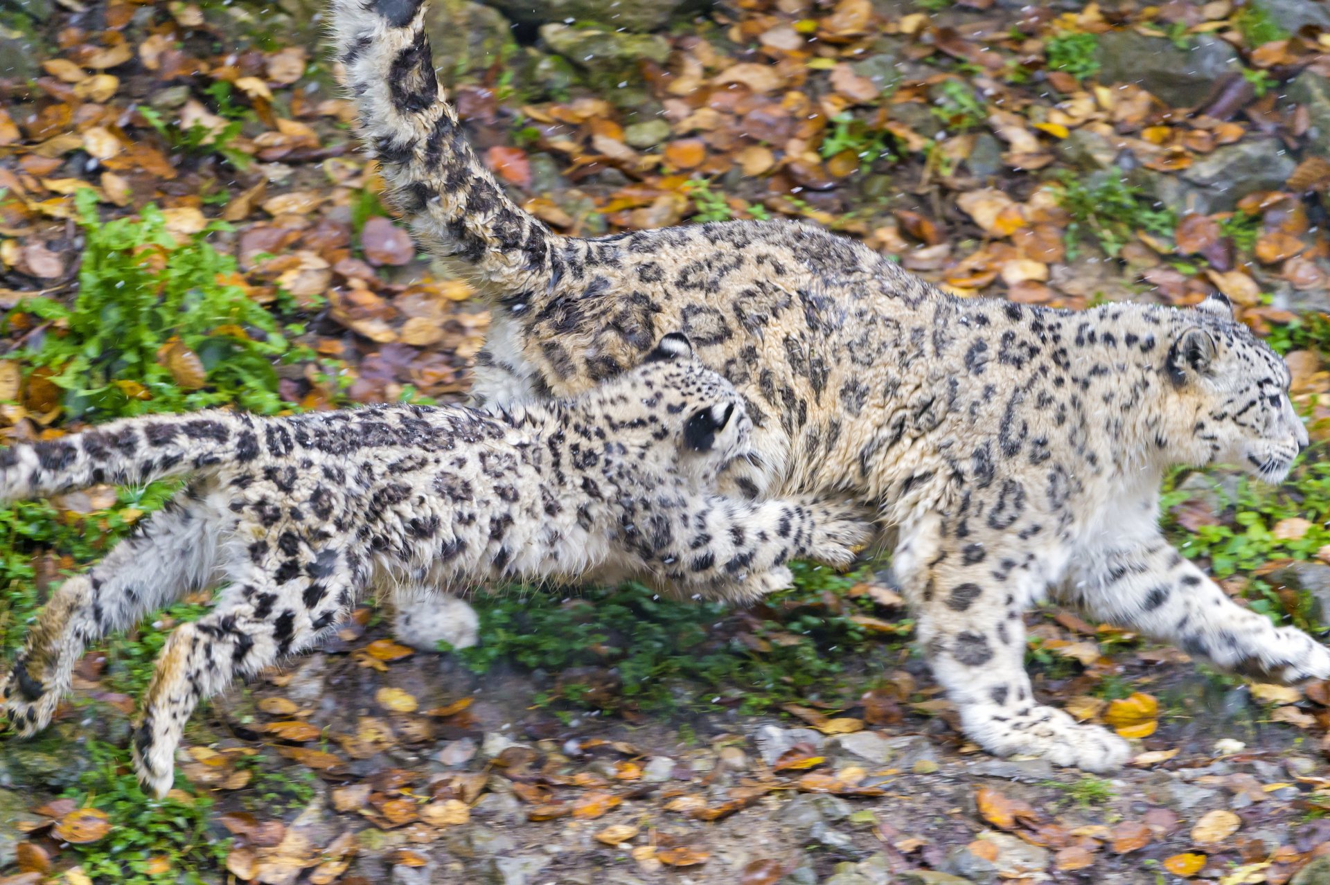 4K Ultra HD PC wallpaper featuring a snow leopard and its cub walking on a forest floor covered with leaves.