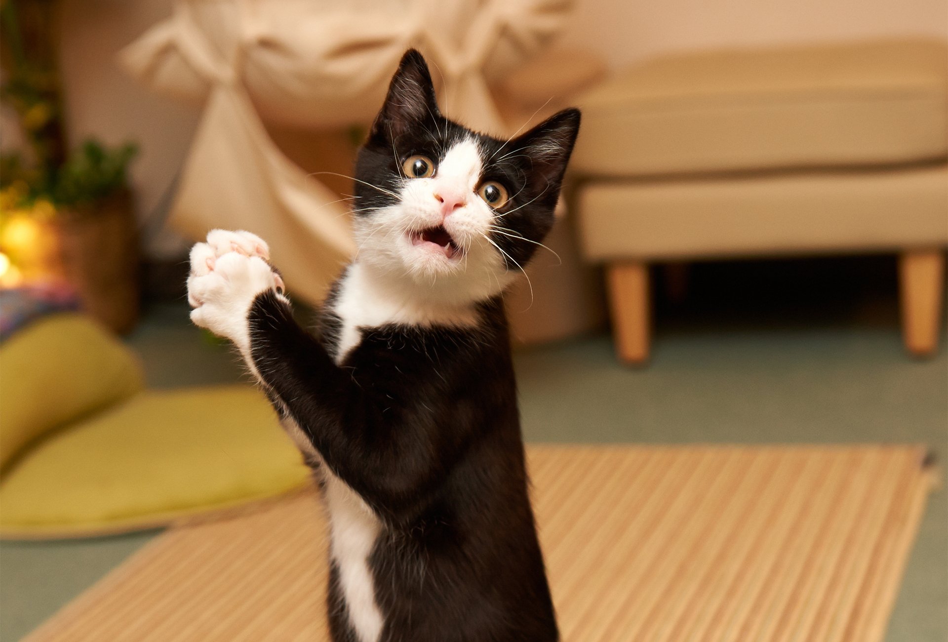 A playful black and white cat stands on its hind legs, looking curiously at the camera. This delightful image makes for an engaging HD PC desktop wallpaper and background.