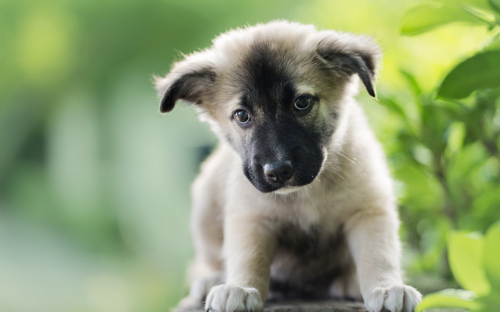 A cute puppy with a fluffy coat sits among green foliage, capturing a serene moment in nature. This image serves as a vibrant HD desktop wallpaper and background.