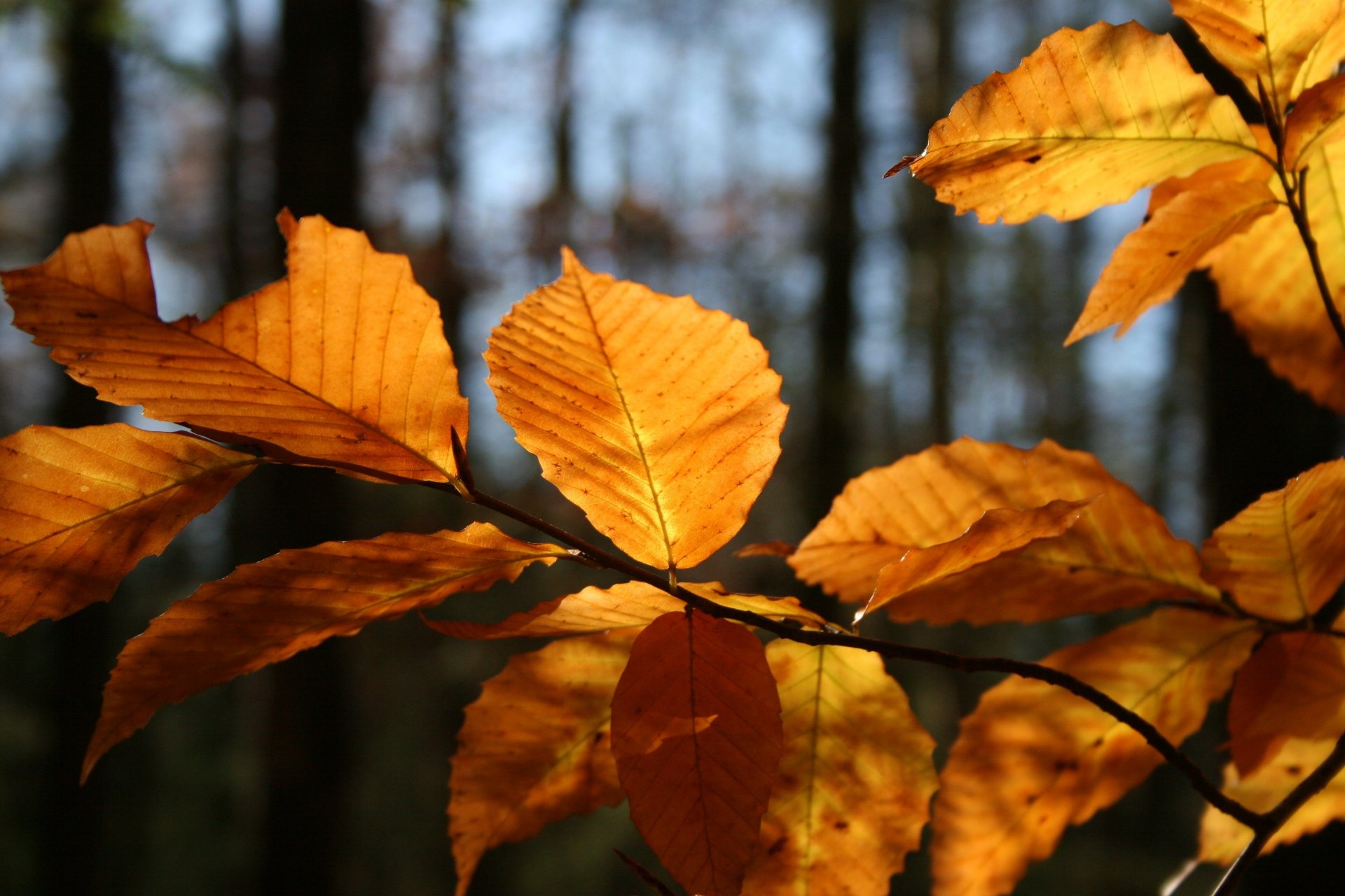 Golden autumn beech leaves backlit in a blurred forest — nature, fall; 2K Quad HD PC desktop wallpaper and background.