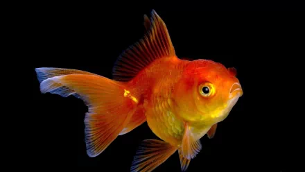 Animal goldfish HD Desktop Wallpaper | Background Image