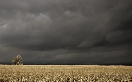 HD PC desktop wallpaper background: nature — a lone tree on a golden field beneath brooding storm clouds.