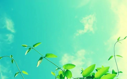 nature plant HD Desktop Wallpaper | Background Image