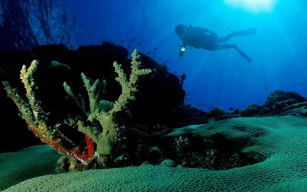scuba diving Sports HD Desktop Wallpaper | Background Image