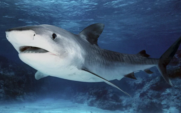 HD PC desktop wallpaper of a tiger shark gliding over a coral seabed in clear blue ocean water.